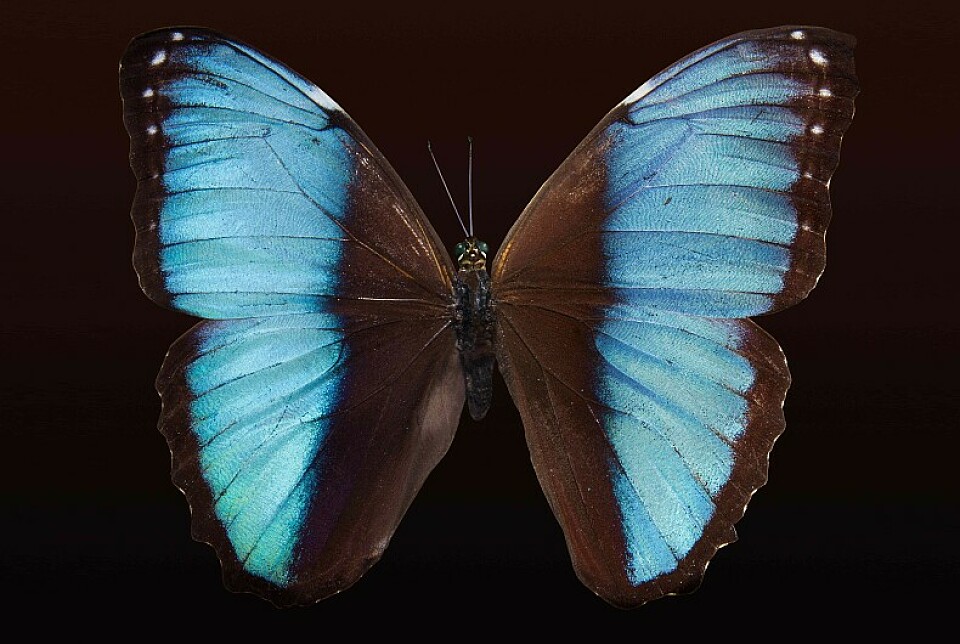 Эффект бабочки: 7 мифов о щитовидной железе, которые давно пора развеять