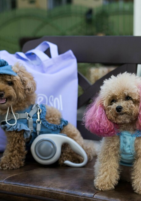 С другом в кафе: «Андерсон» теперь Pet-Friendly