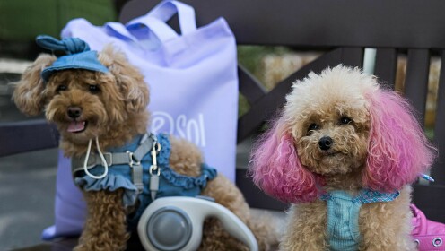 С другом в кафе: «Андерсон» теперь Pet-Friendly